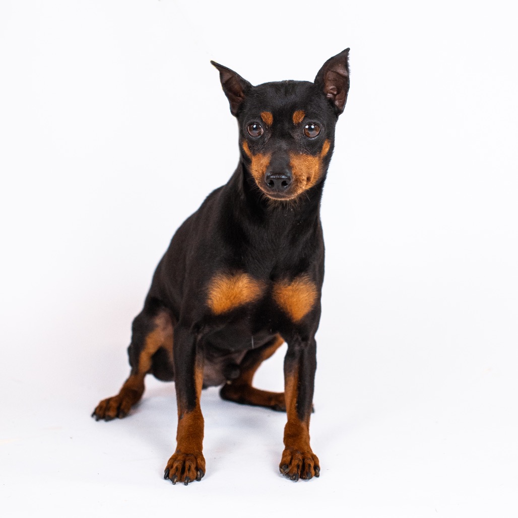 Miniature Pinscher