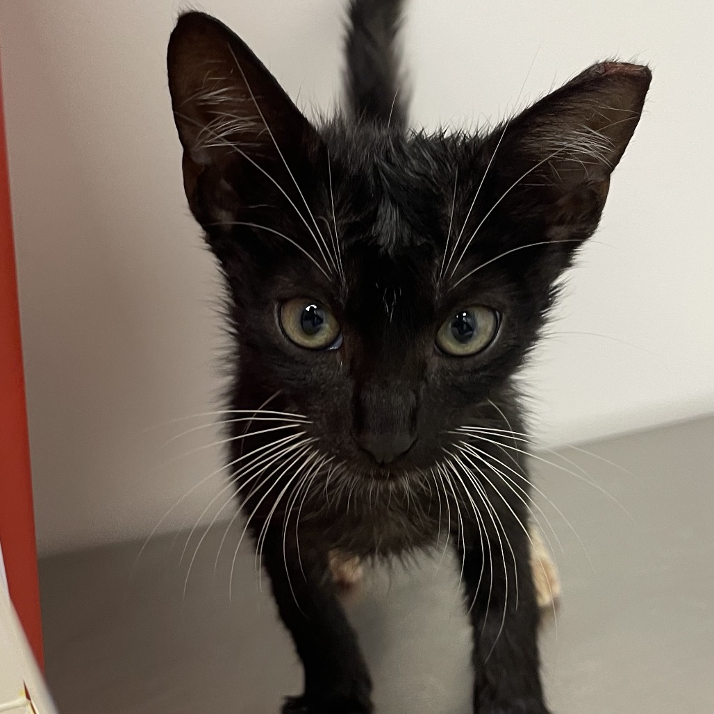 LIAM - Domestic Shorthair / Mix for adoption in Hattiesburg