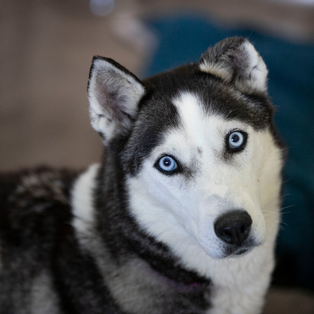 Frost (MR26-328), photo 8