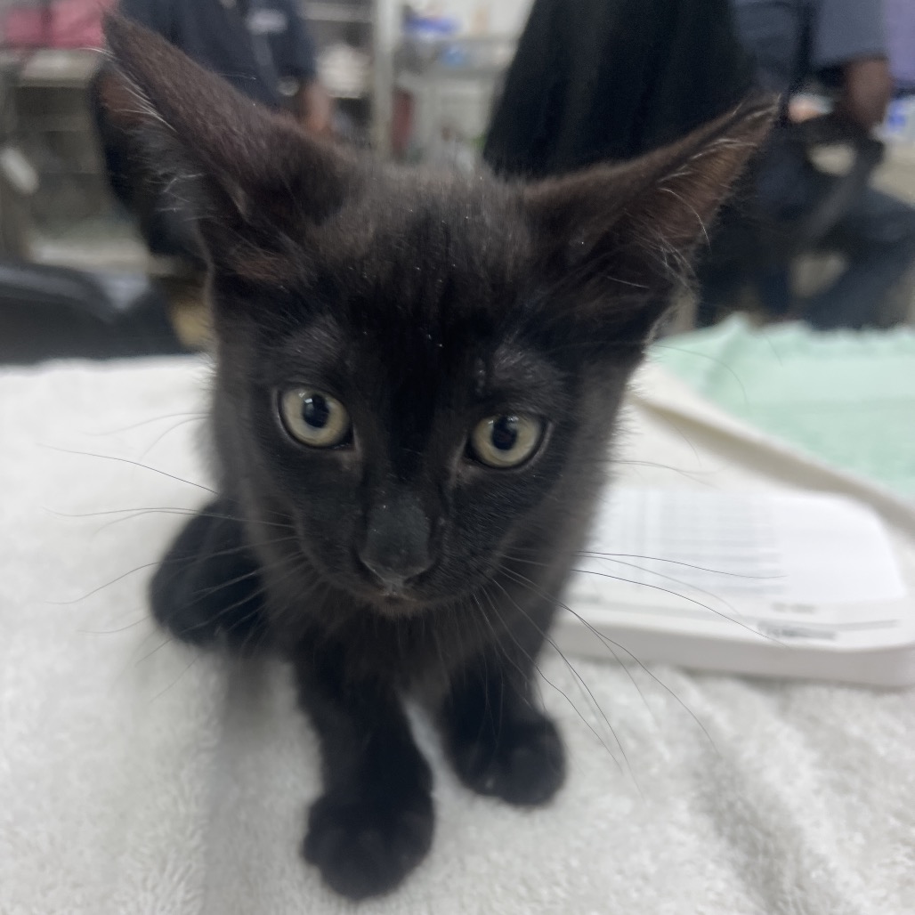 PORPOISE - Domestic Shorthair available for adoption