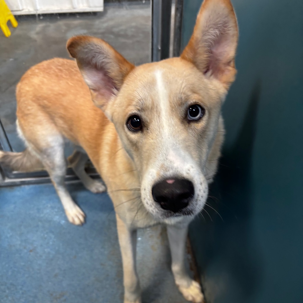 Billy, available for adoption at PVAS