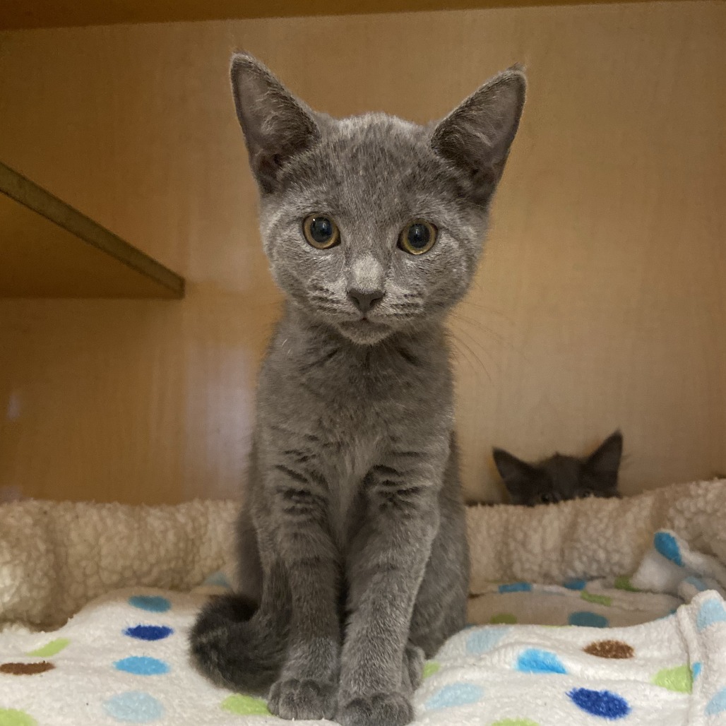 DOLPHIN - Domestic Shorthair available for adoption
