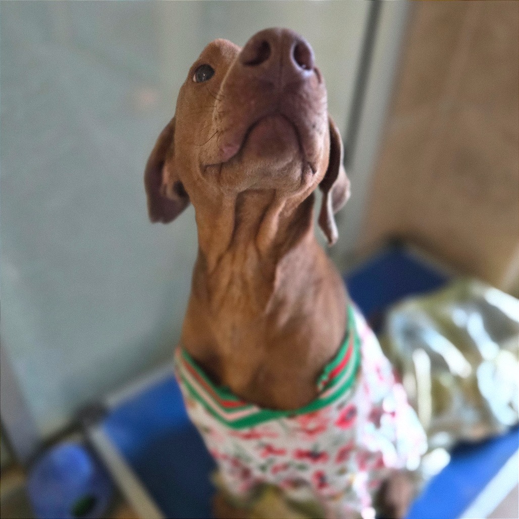 Carmelita — thumbnail 6