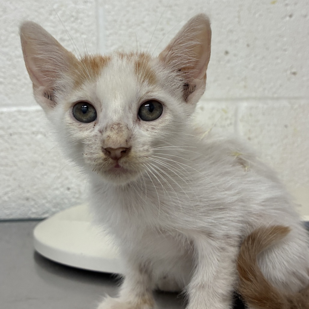 NICK - Domestic Shorthair available for adoption