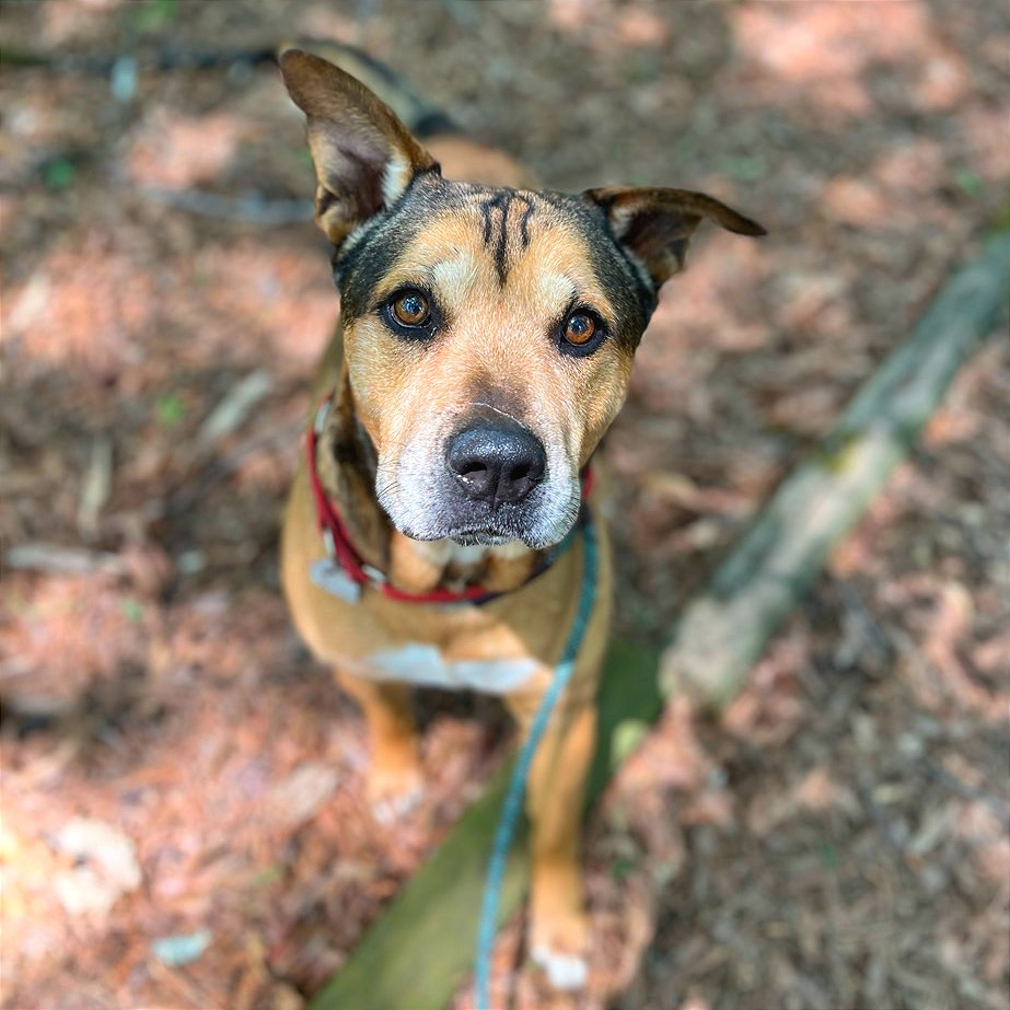 Nibbler, photo 5