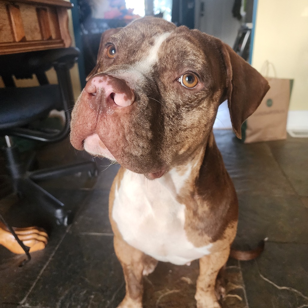 Bruno Pumpernickel D1138