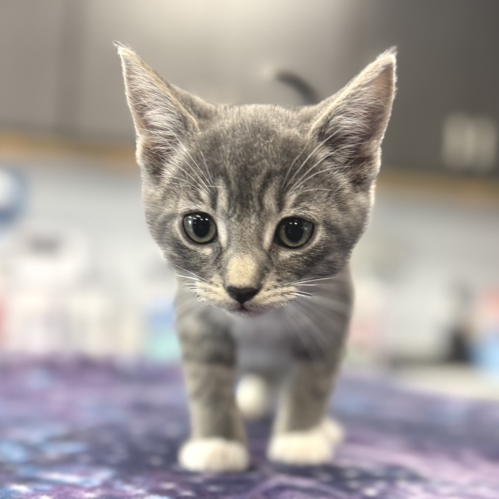 Astro