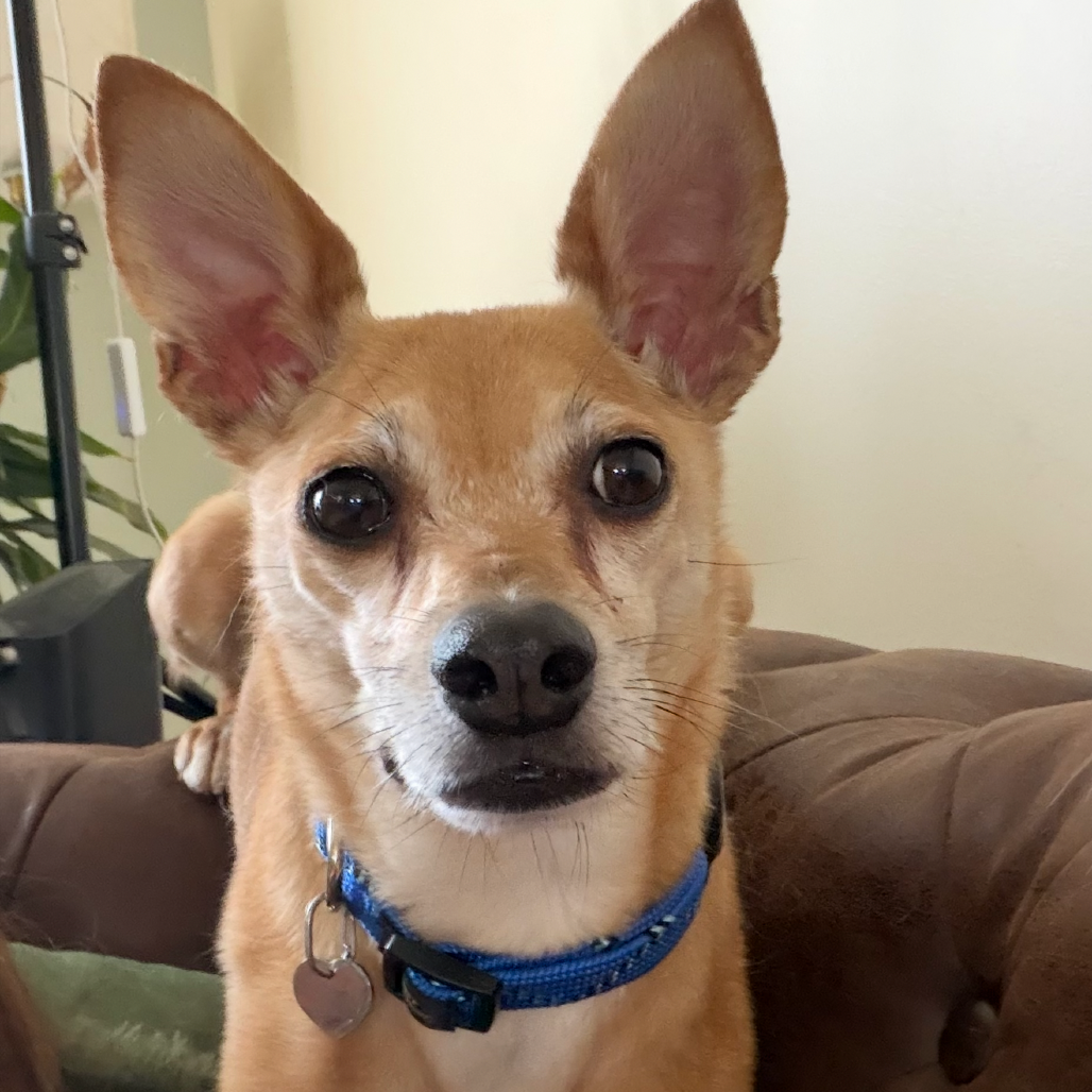 Howie, photo 3