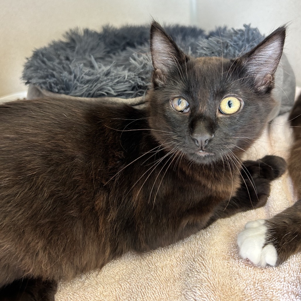 Jet - Domestic Shorthair