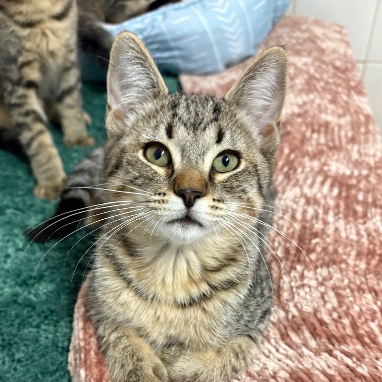 Image of Twix looking at the camera