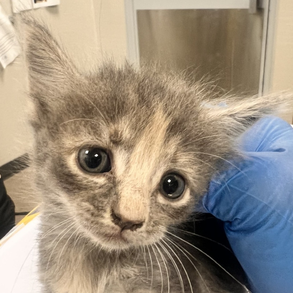 BLOSSOM - Domestic Shorthair available for adoption