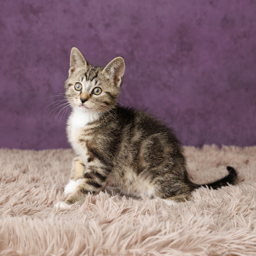 Quincy Cat, photo 5