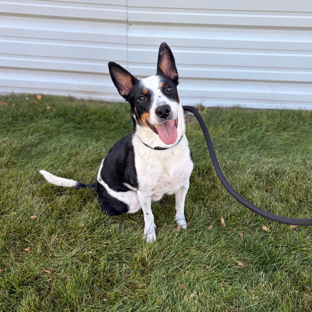 Mixed Breed