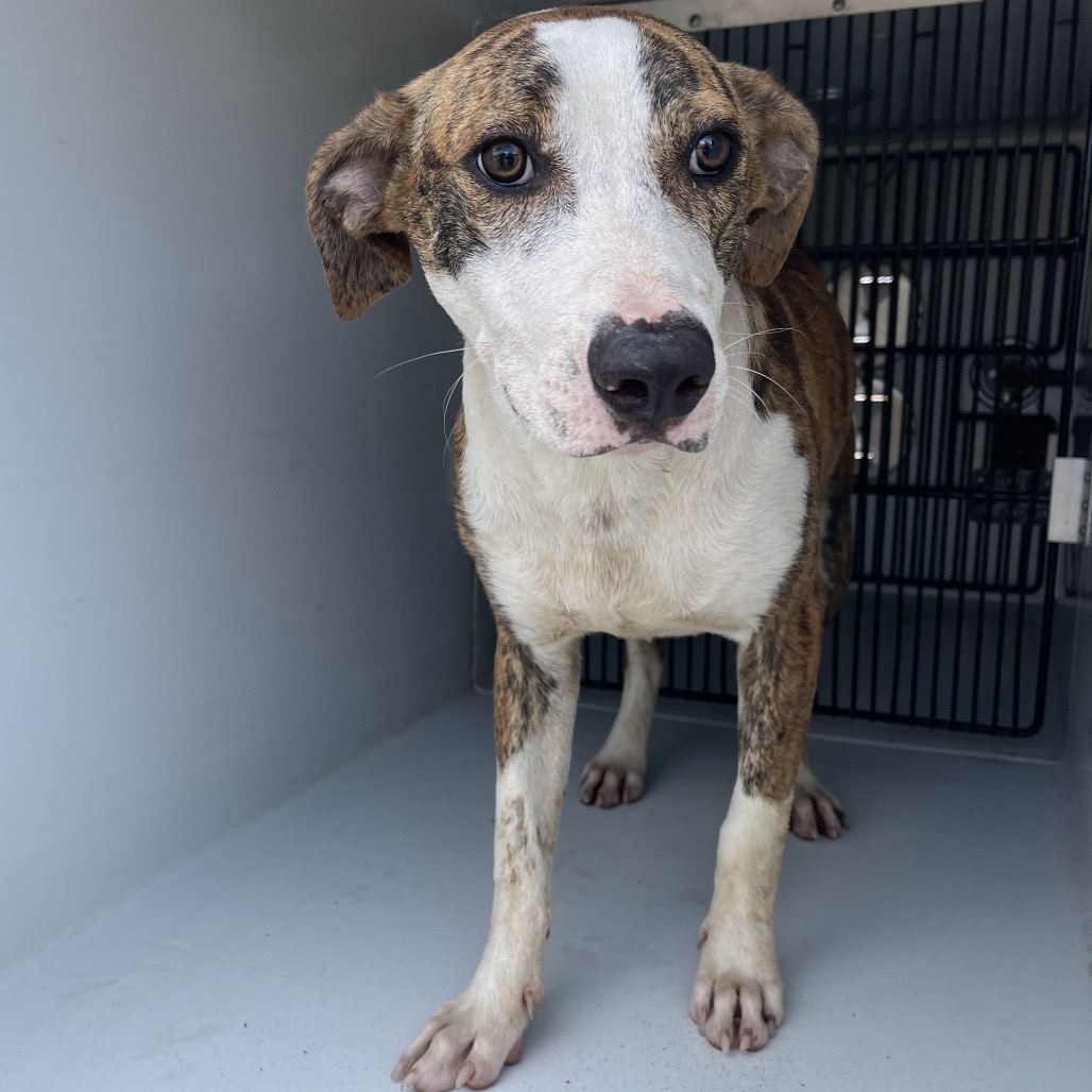 HAWKEYE - Catahoula Leopard Dog available for adoption