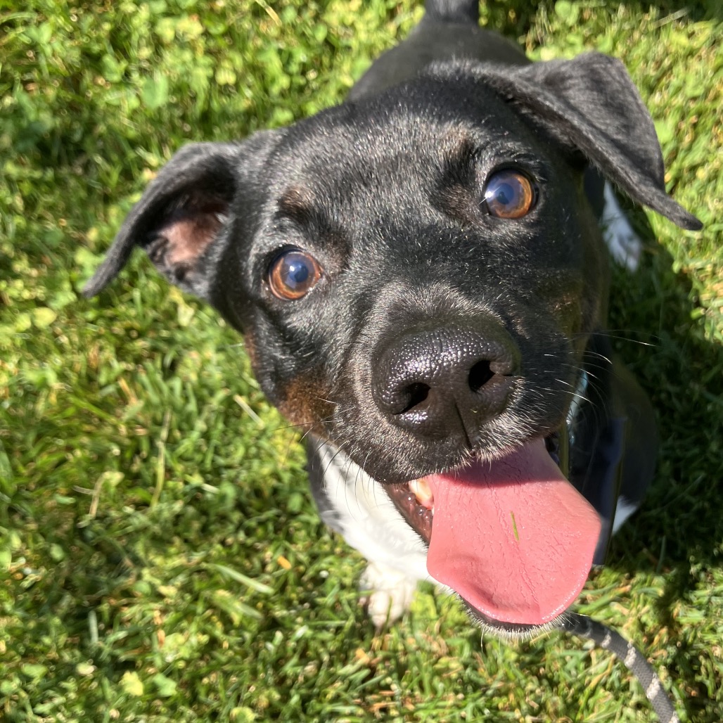 BUSTER - Mixed Breed (Small) available for adoption