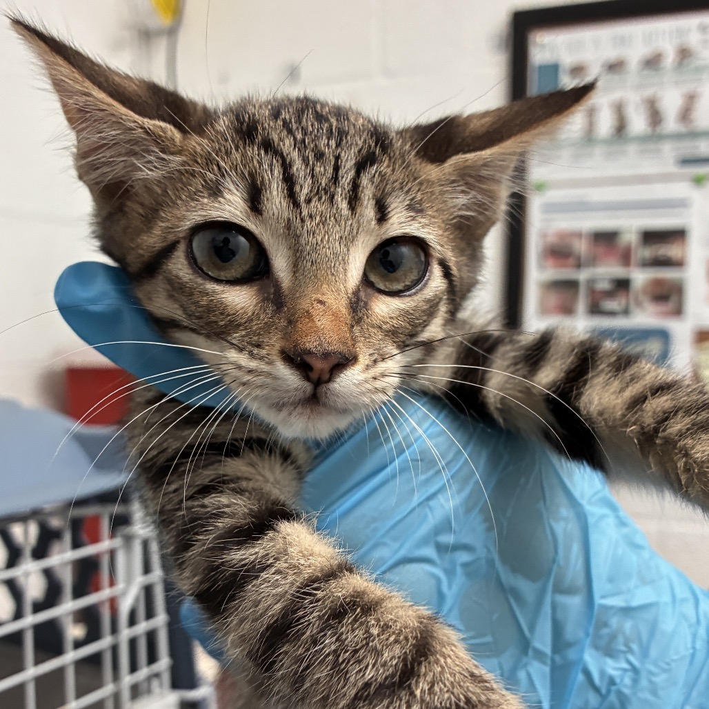 Marbles , available for adoption at PVAS