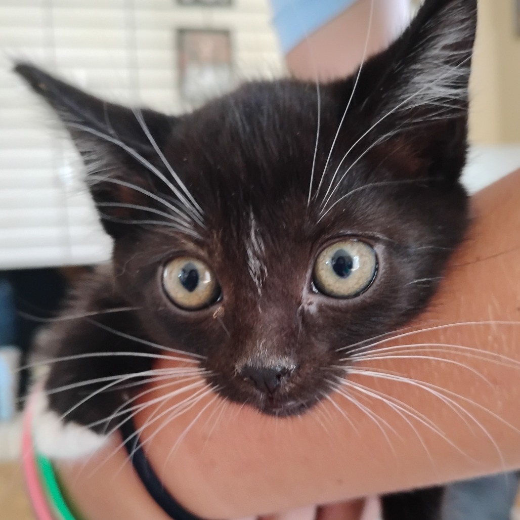 GEORGE - Domestic Shorthair for adoption in West Jordan