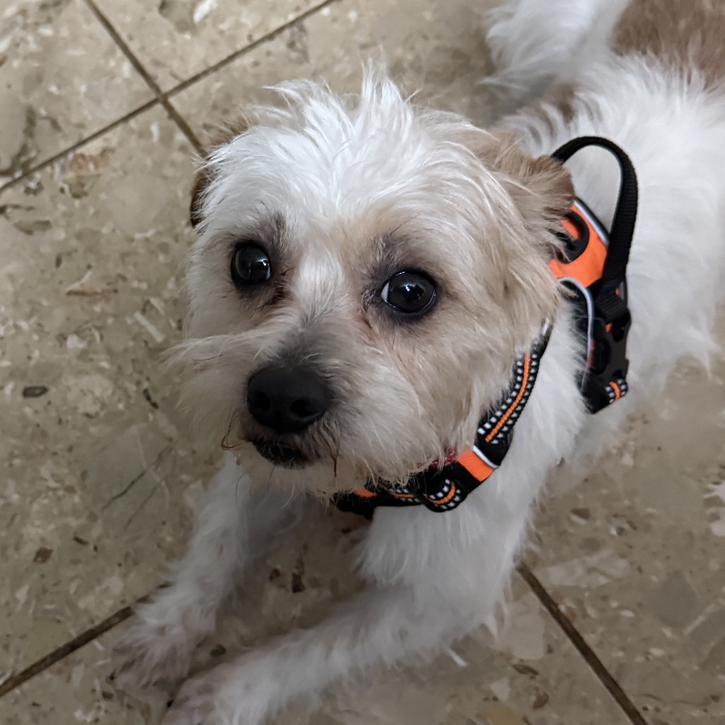 LUCAS AKA OTTO - Terrier, Border / Terrier, Norfolk available for adoption