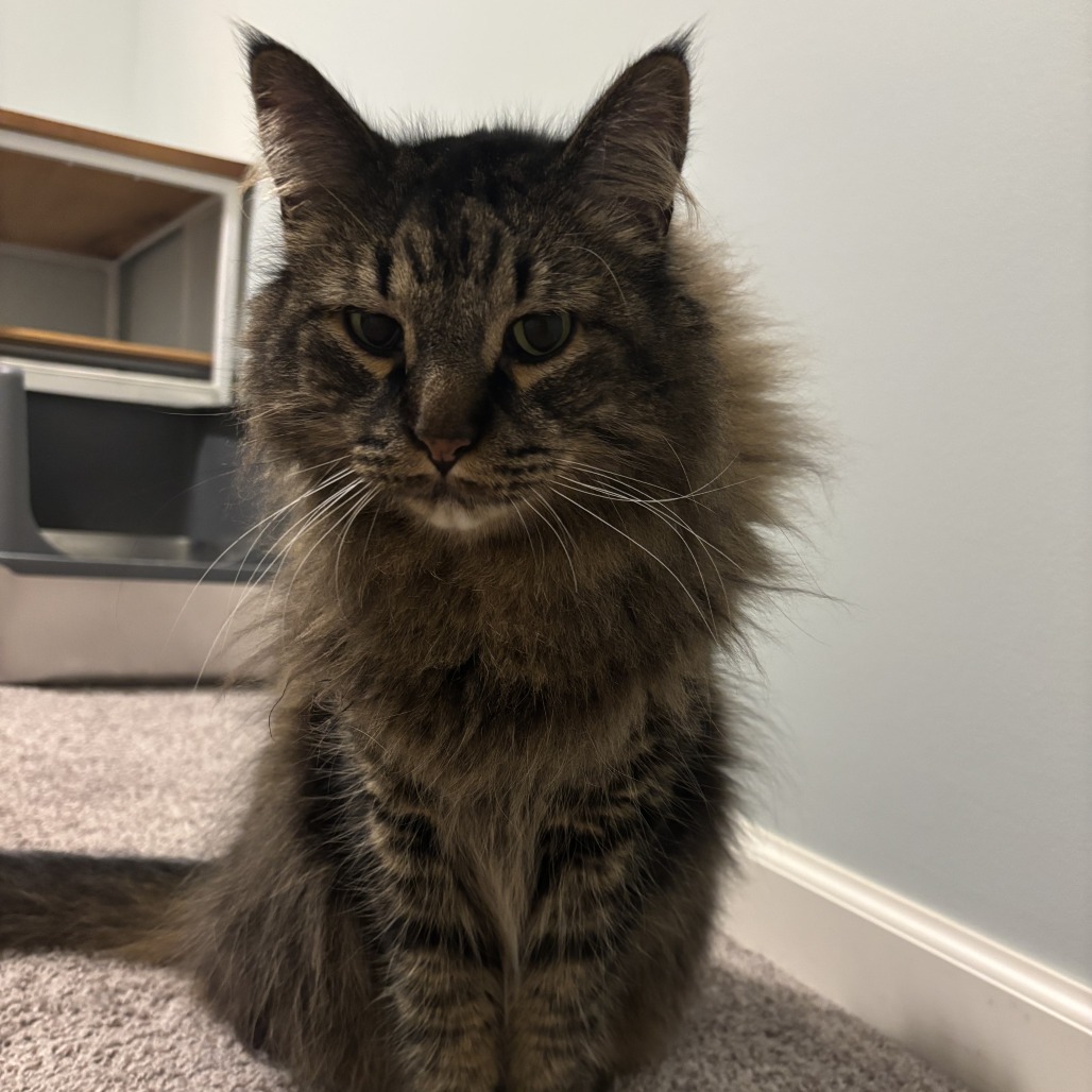 Mowgli C12903