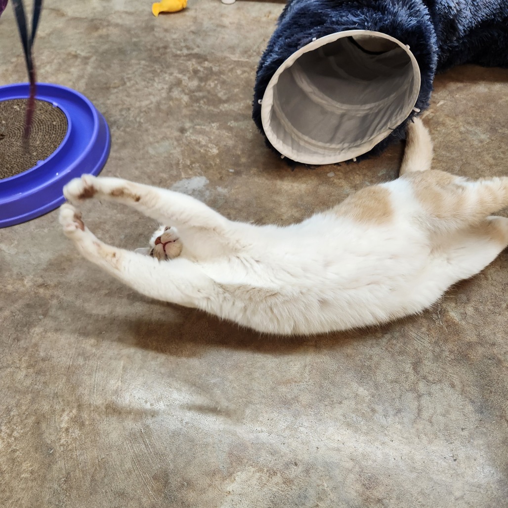 Bobcat — thumbnail 4