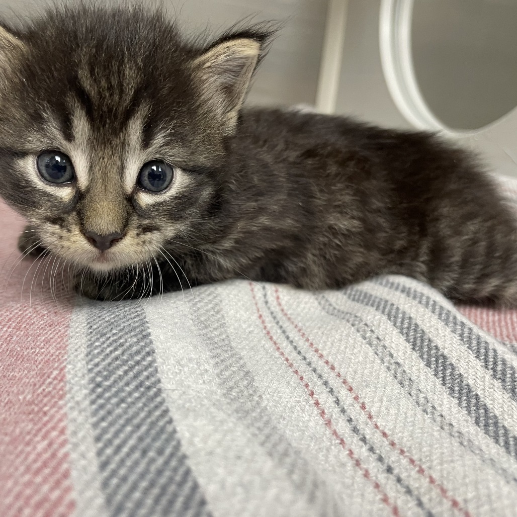 BUTTERCUP (BB 1) - Domestic Medium Hair available for adoption