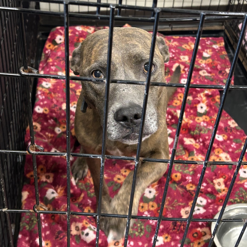 DUKE - Terrier, Pit Bull / Terrier, Pit Bull available for adoption