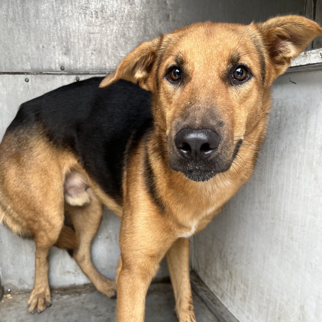 HICKORY - Shepherd, German / Mixed Breed (Medium) available for adoption