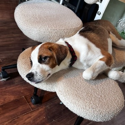 SASSY - Mixed Breed (Large) for adoption in Portland
