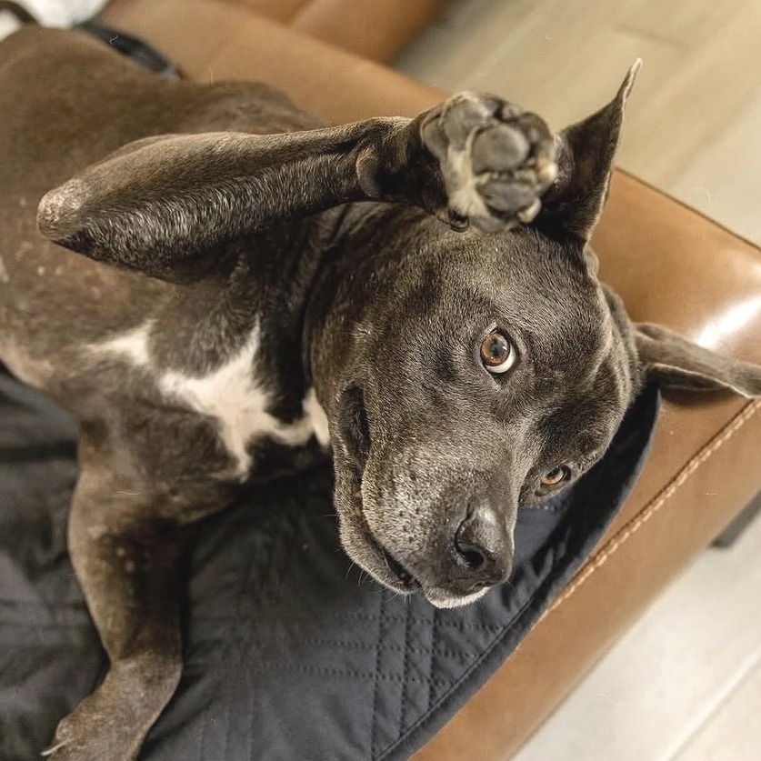 Lambert, adoptable senior dog