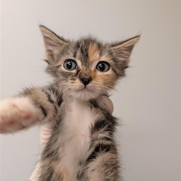 APPALOOSA - Domestic Shorthair available for adoption