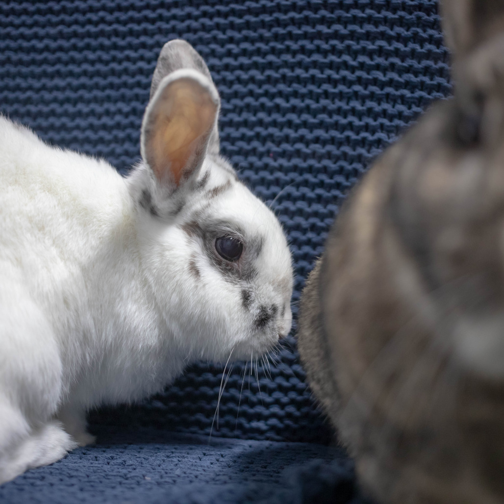 Pippa (bonded to Bowie), photo 9