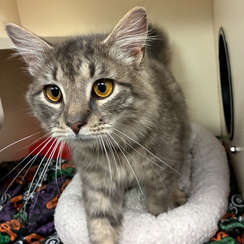 HOPSCOTCH - Domestic Shorthair available for adoption