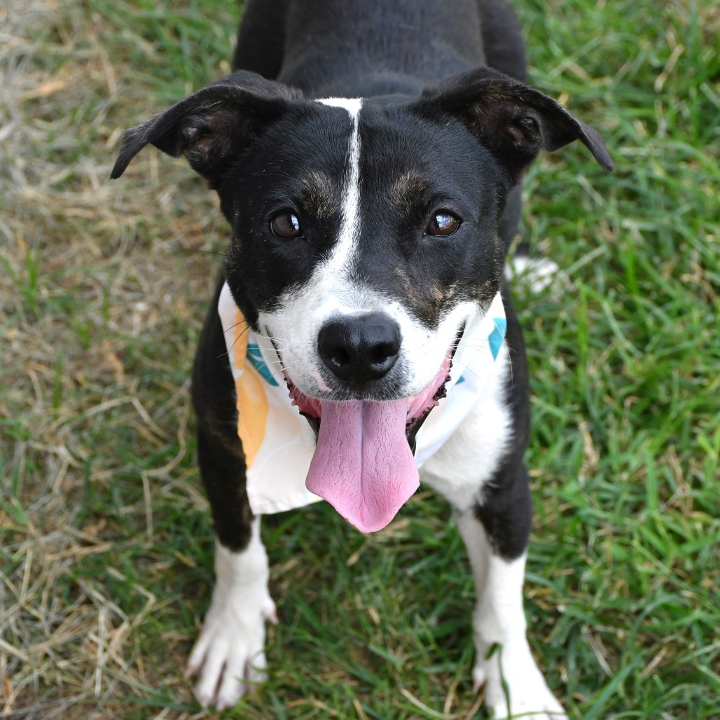 KELLY - Terrier / Pit Bull available for adoption