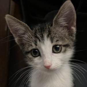 Iris: Female 2 Domestic Shorthair