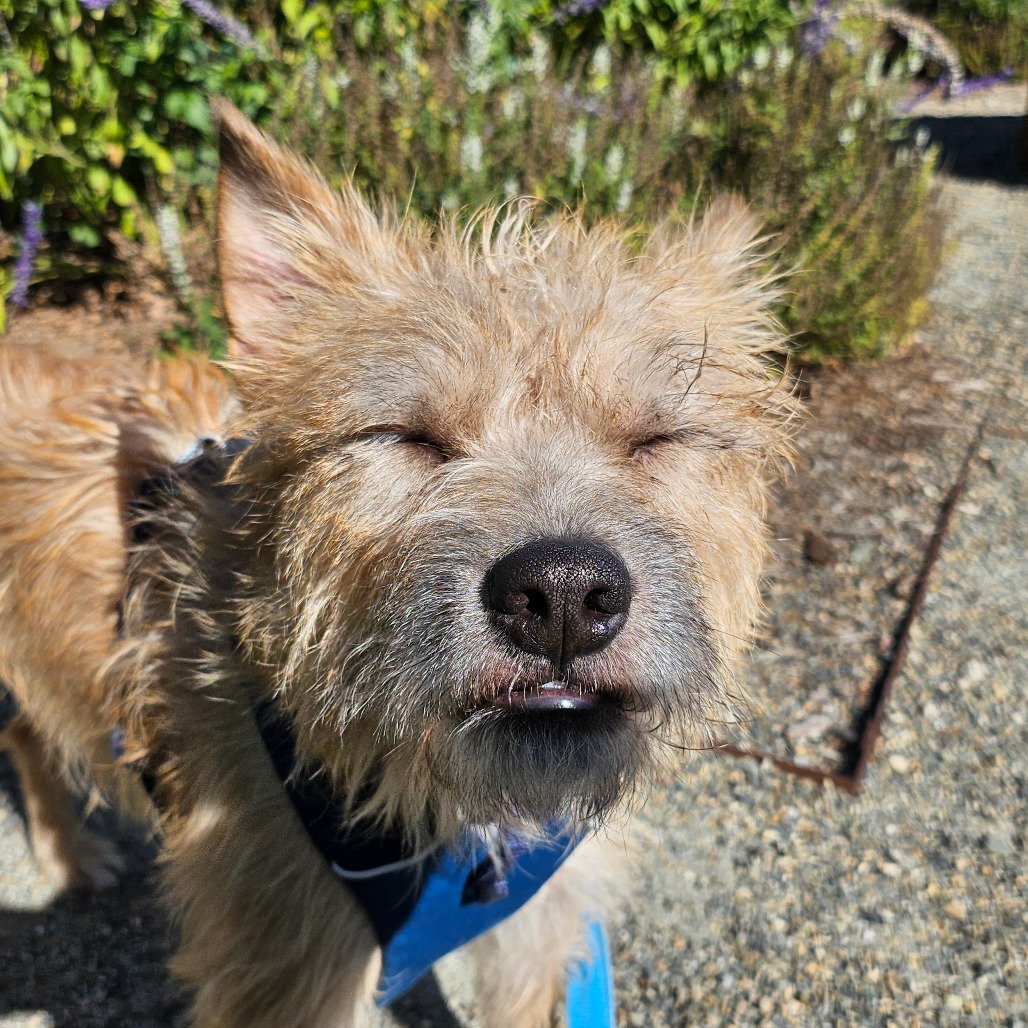 SAMWISE - Mixed Breed (Small) available for adoption