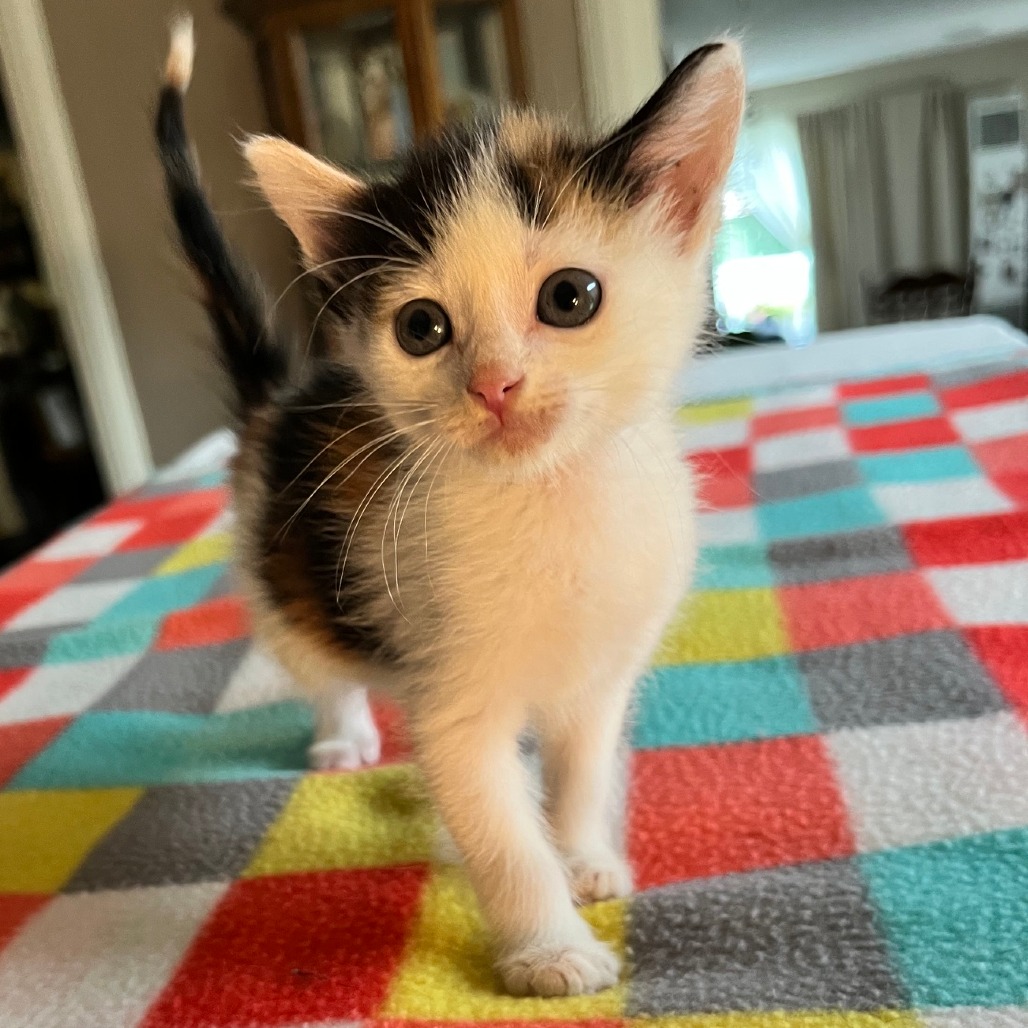 Ginger