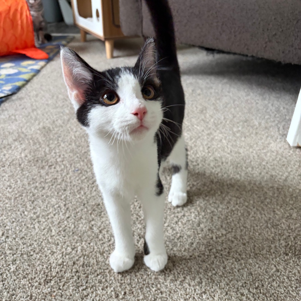 Archibald