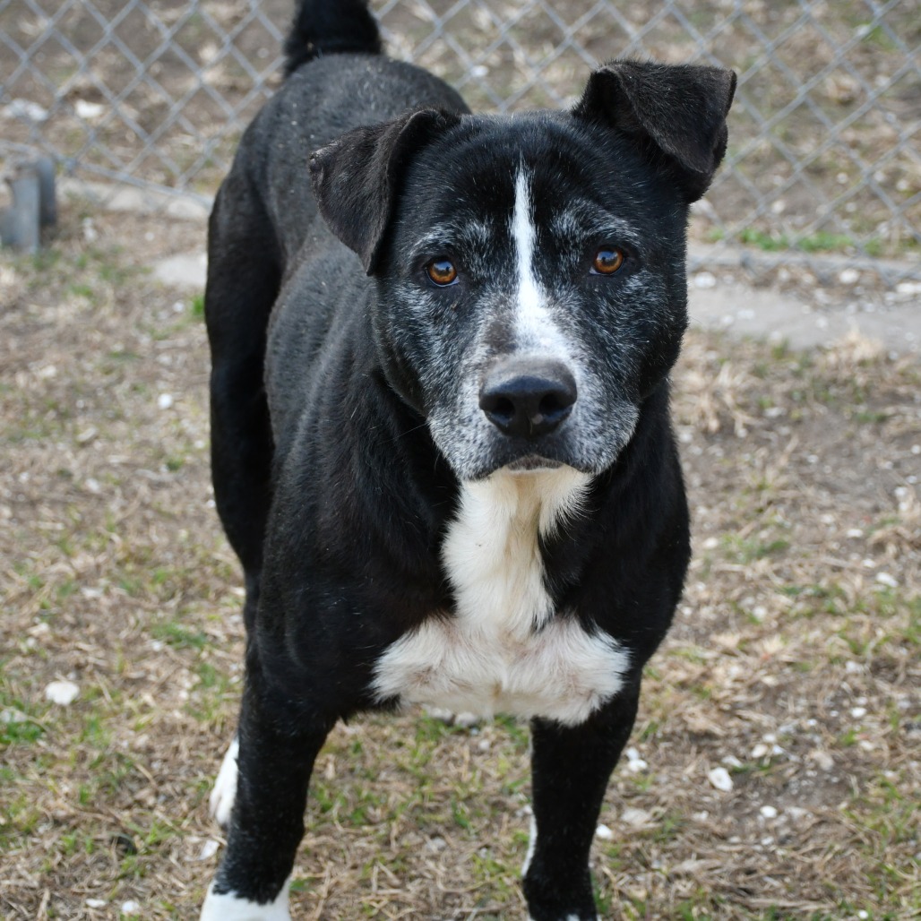 MARK - Retriever, Black Labrador / Shepherd available for adoption