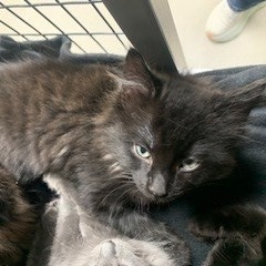 A#55a Gucci's preview photo