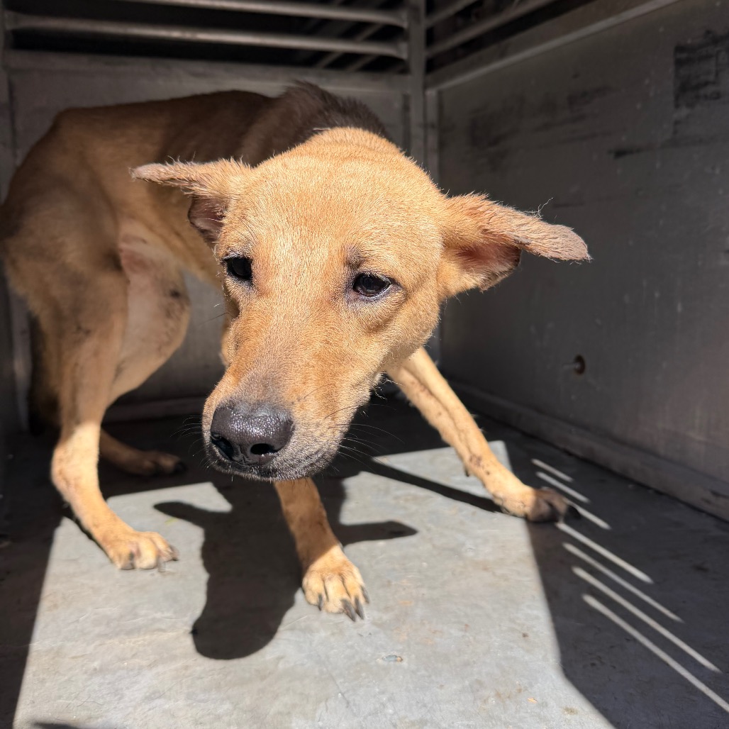 BON BON - Retriever, Labrador / Mix available for adoption