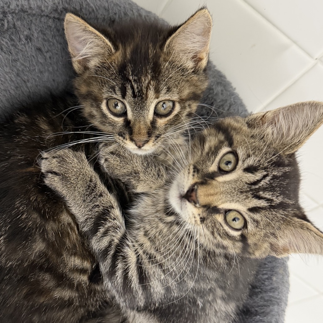 BRUNO - Domestic Shorthair available for adoption