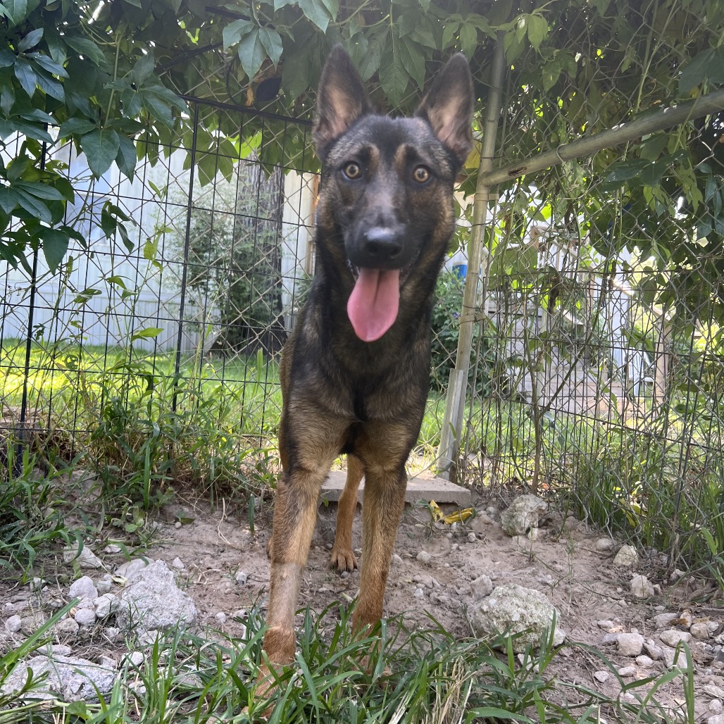 Mishka, photo 6