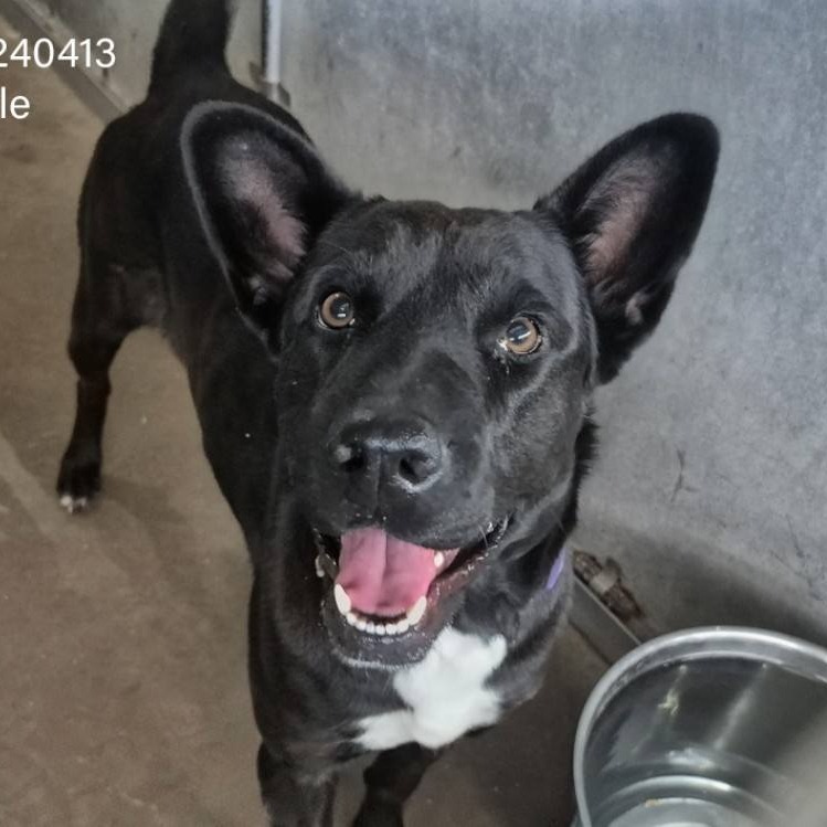 Mulberry, available for adoption at PVAS