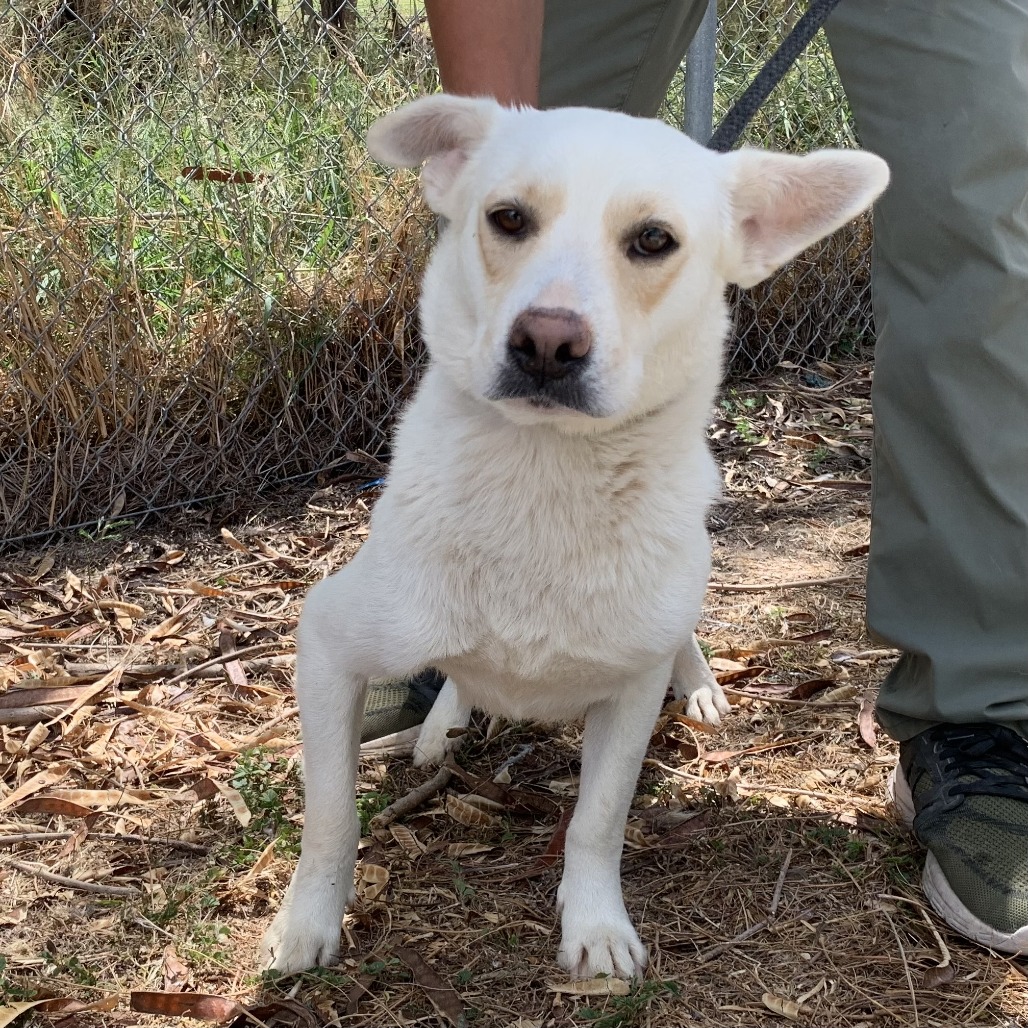 BARLEY - Shepherd / Mixed Breed (Medium) available for adoption