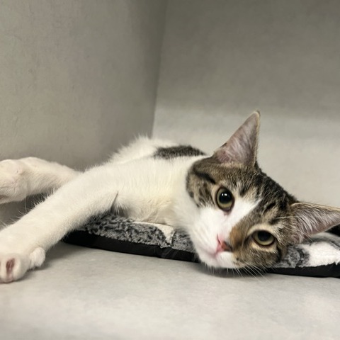 NELL - Domestic Shorthair available for adoption