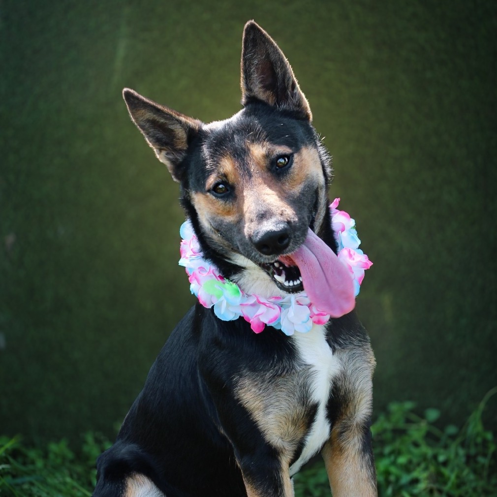 Satellite, an adoptable dog at SPCA-BC