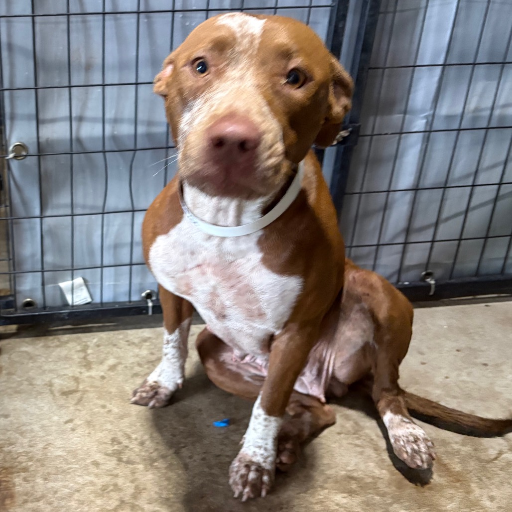 Pit Bull