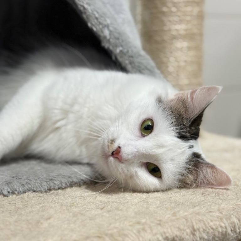 Full body shot of Velma