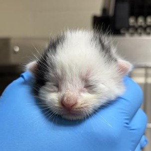 BITTY WIND - Domestic Shorthair available for adoption