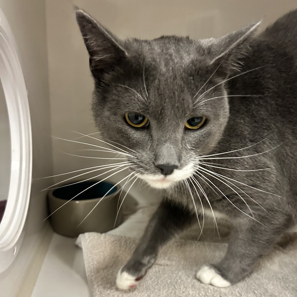 Bones - Domestic Shorthair